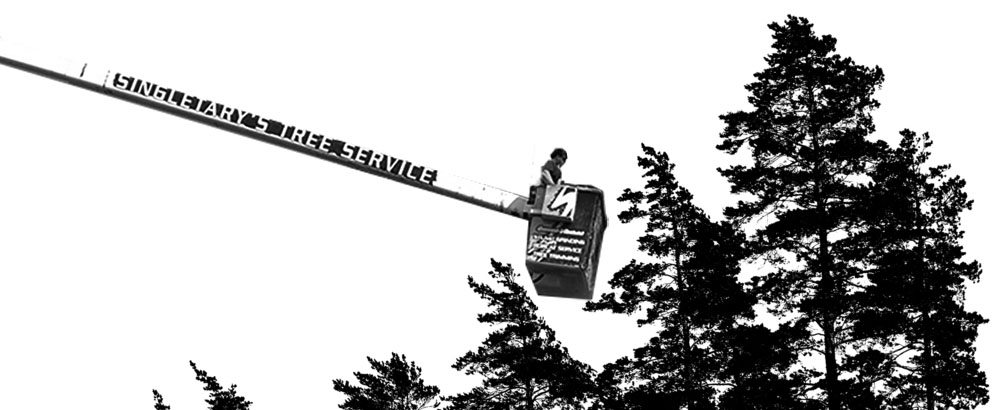 Louisiana Tree Service and Arborist