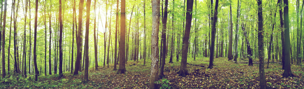 Louisiana pine trees