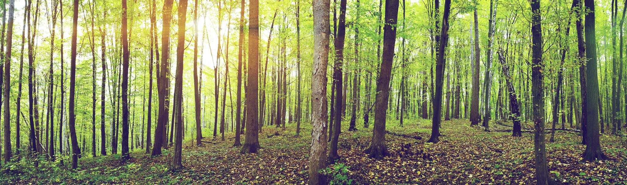 Louisiana pine trees