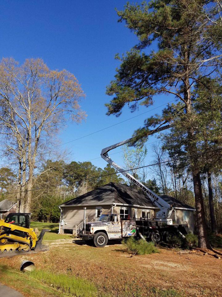 Singletary tree service