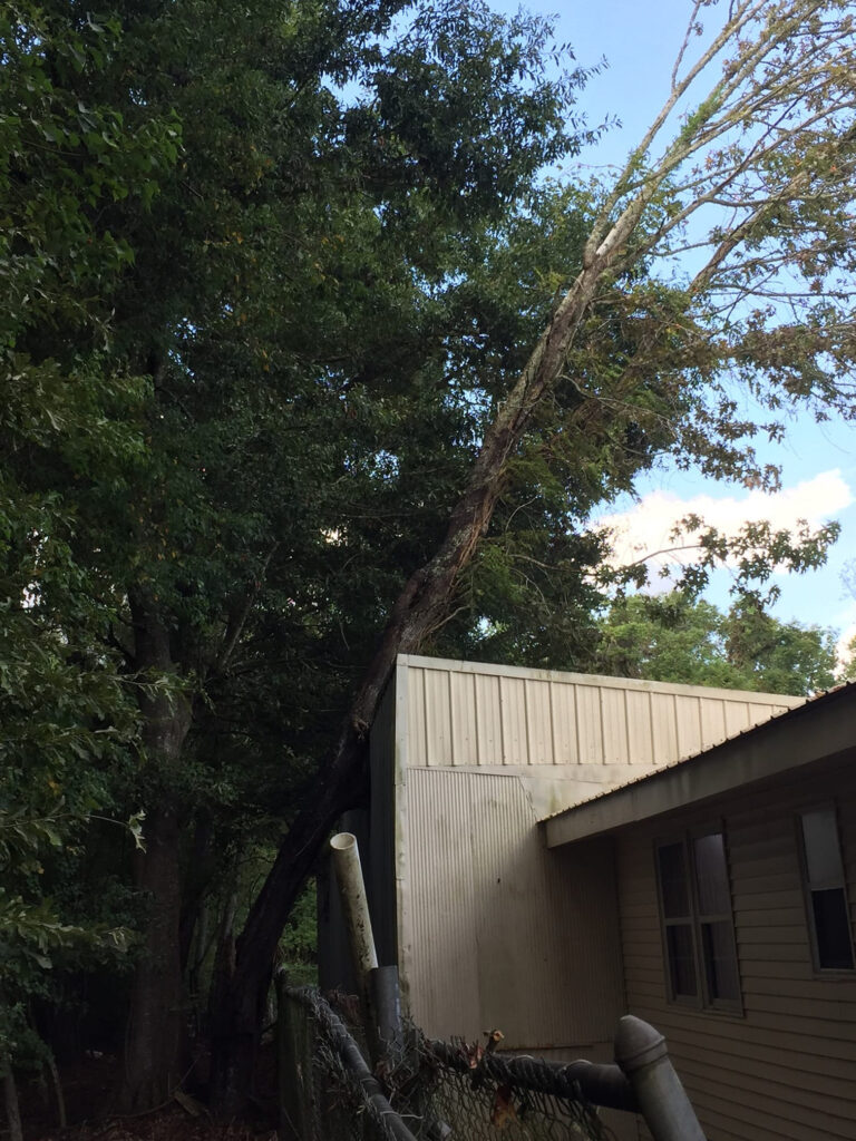 Tree on Building Removal