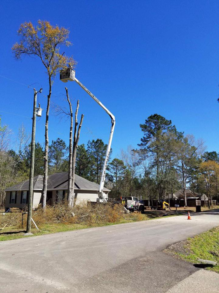 tall pine tree cutting service