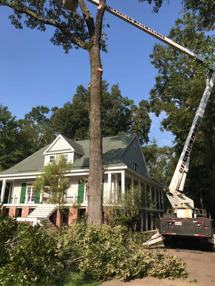 Singletary Tree Service