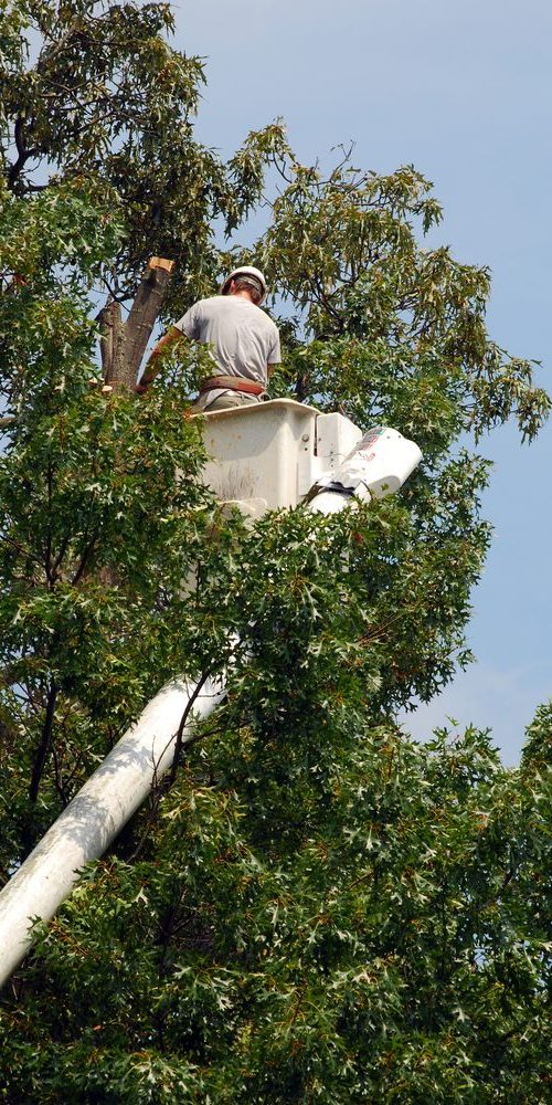 tree-removal-project