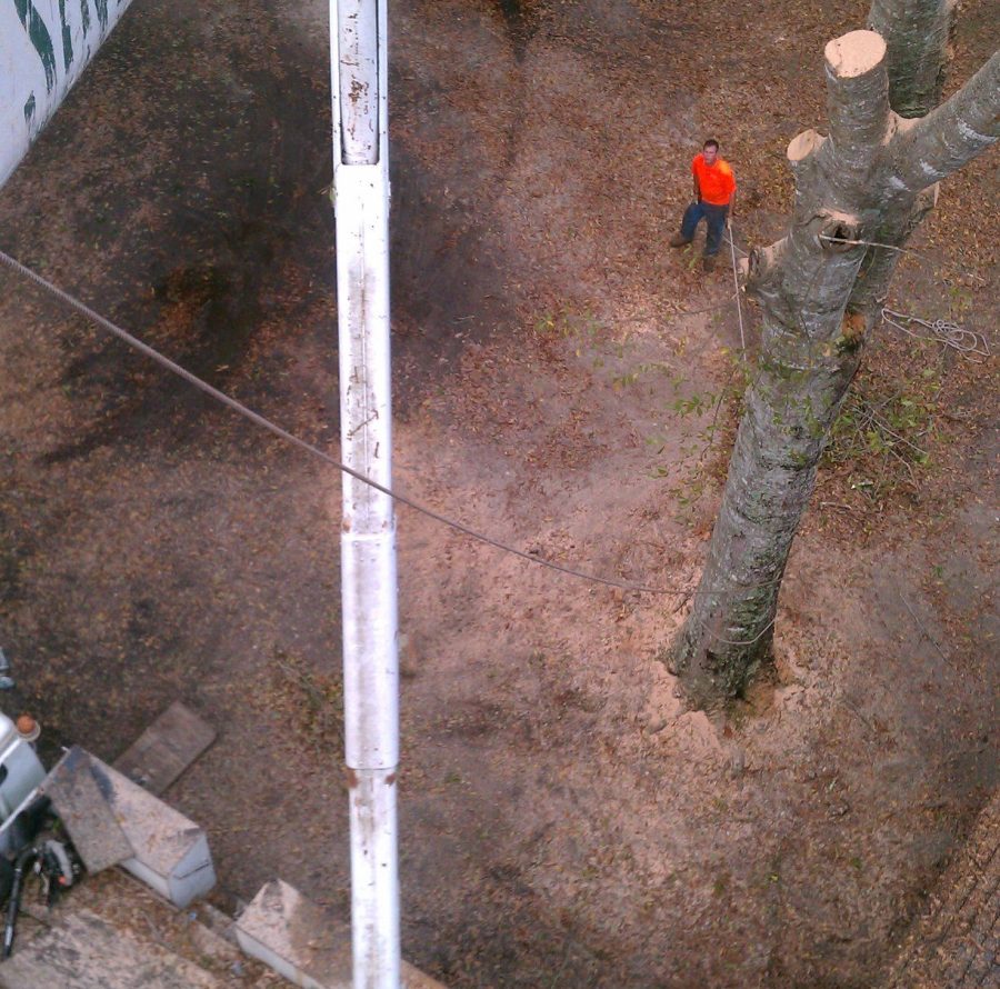 tree-service